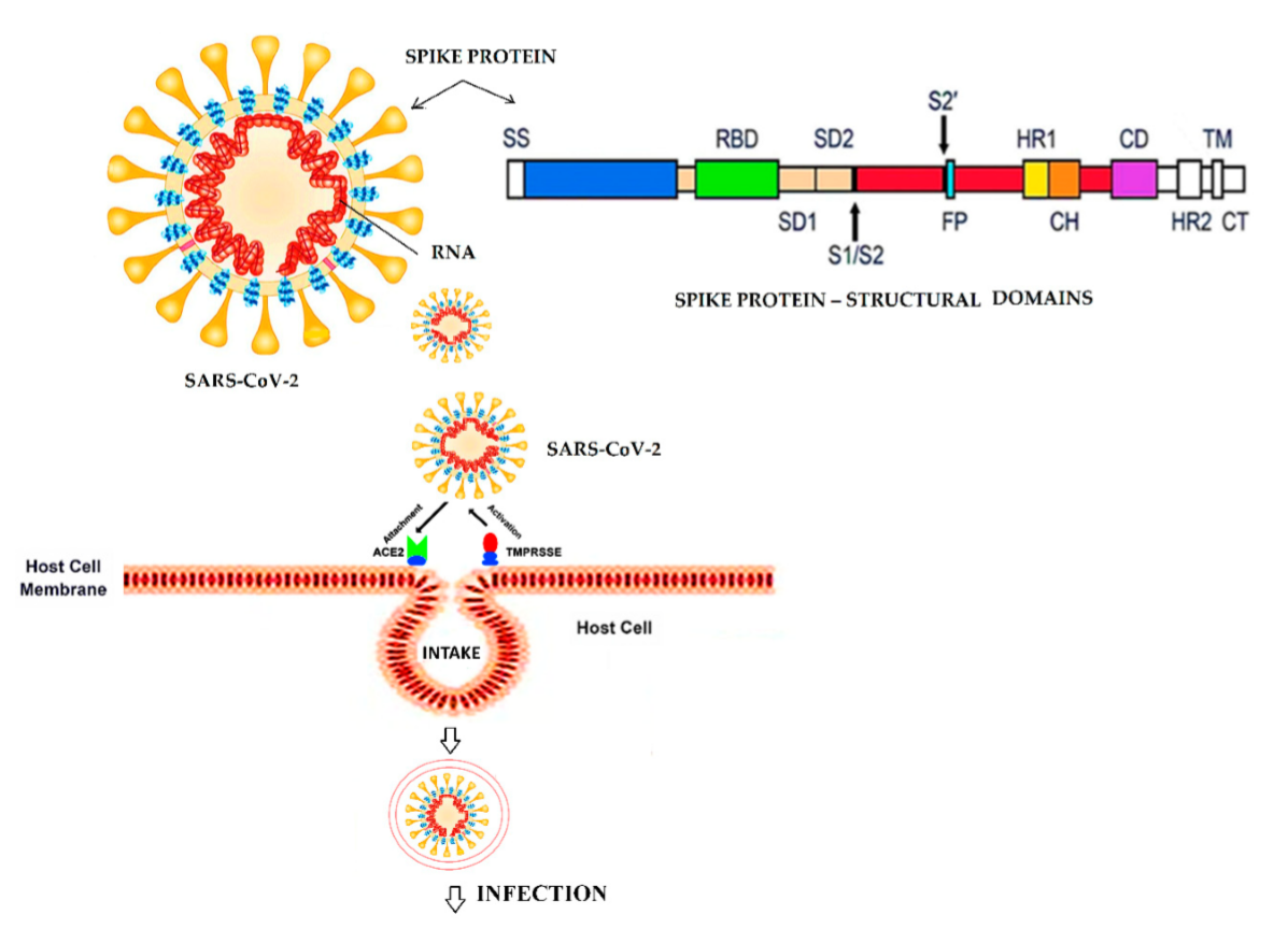 spike protein pseudovirus含s蛋白基因的假病毒采用了逆转录病毒载体