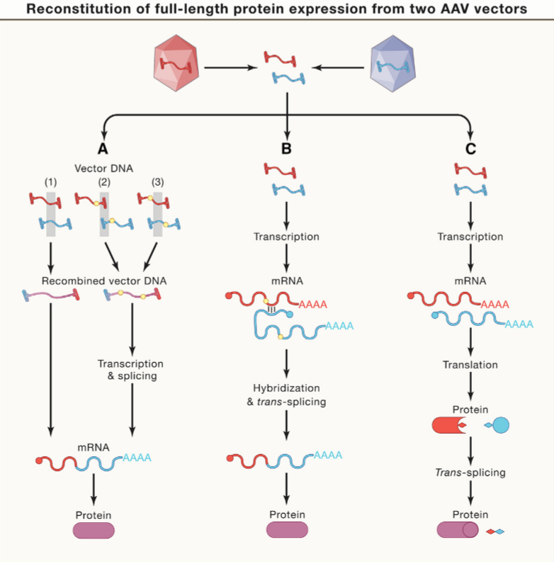 高光坪与张锋发文cell:crispr系统 腺相关病毒载体实现体内基因编辑的
