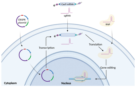 mRNA、RNP、pDNA:详解CRISPR基因编辑疗法三大递送形式与应用趋势